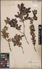 Foto von Salix cinerea L.